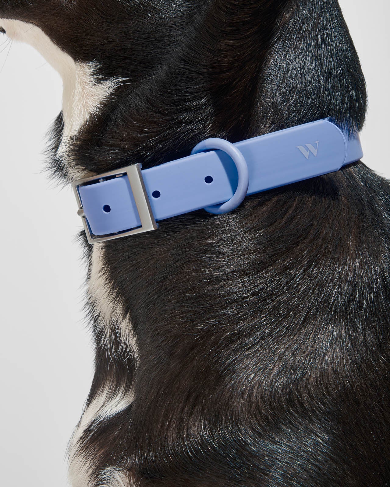 Splendid x Wild One Dog Collar - Image 10