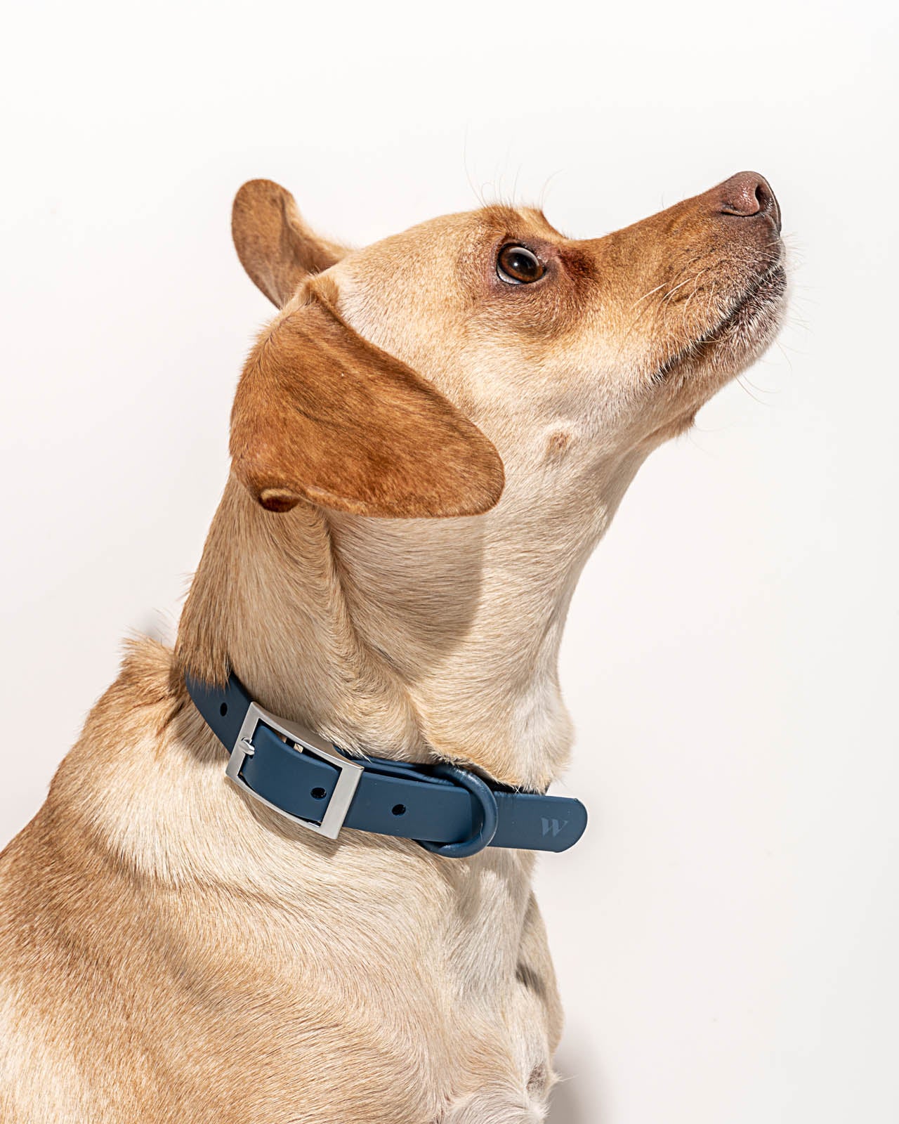 Splendid x Wild One Dog Collar - Image 11