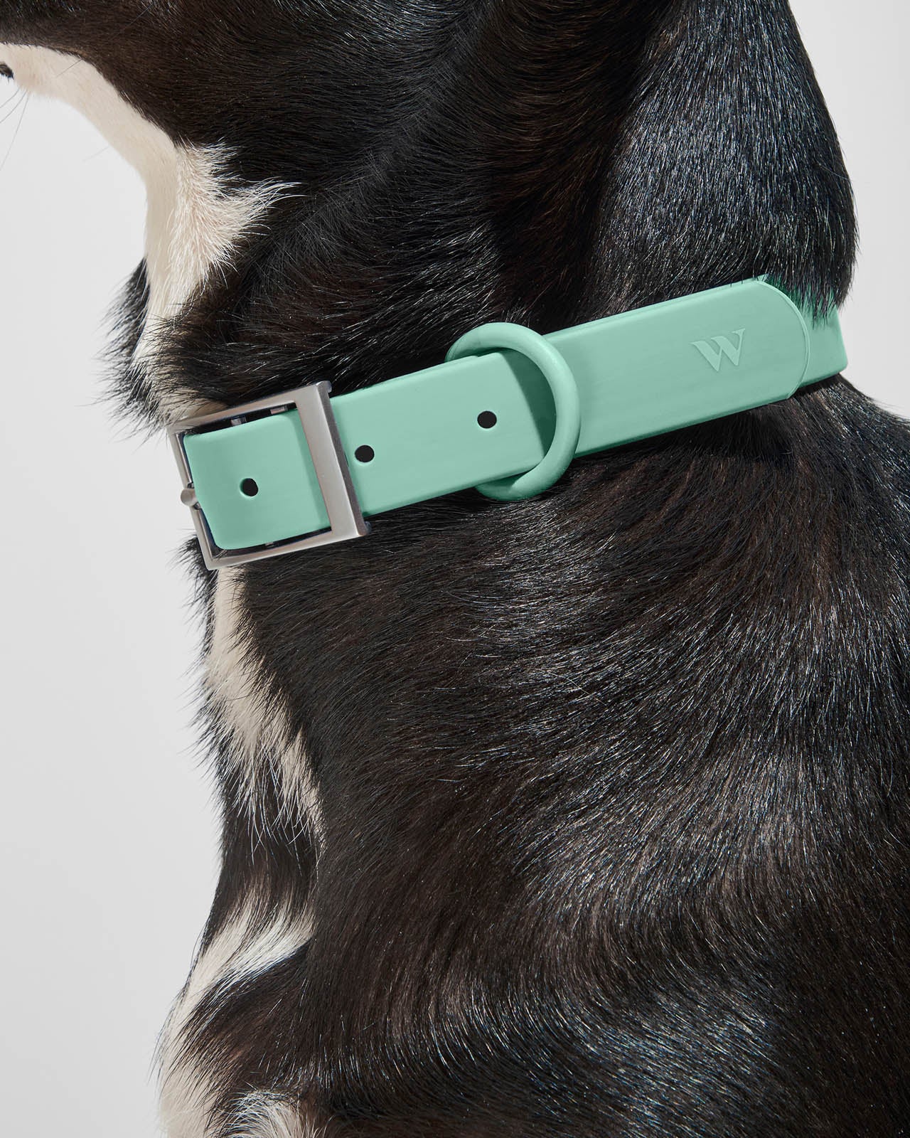Splendid x Wild One Dog Collar - Image 12