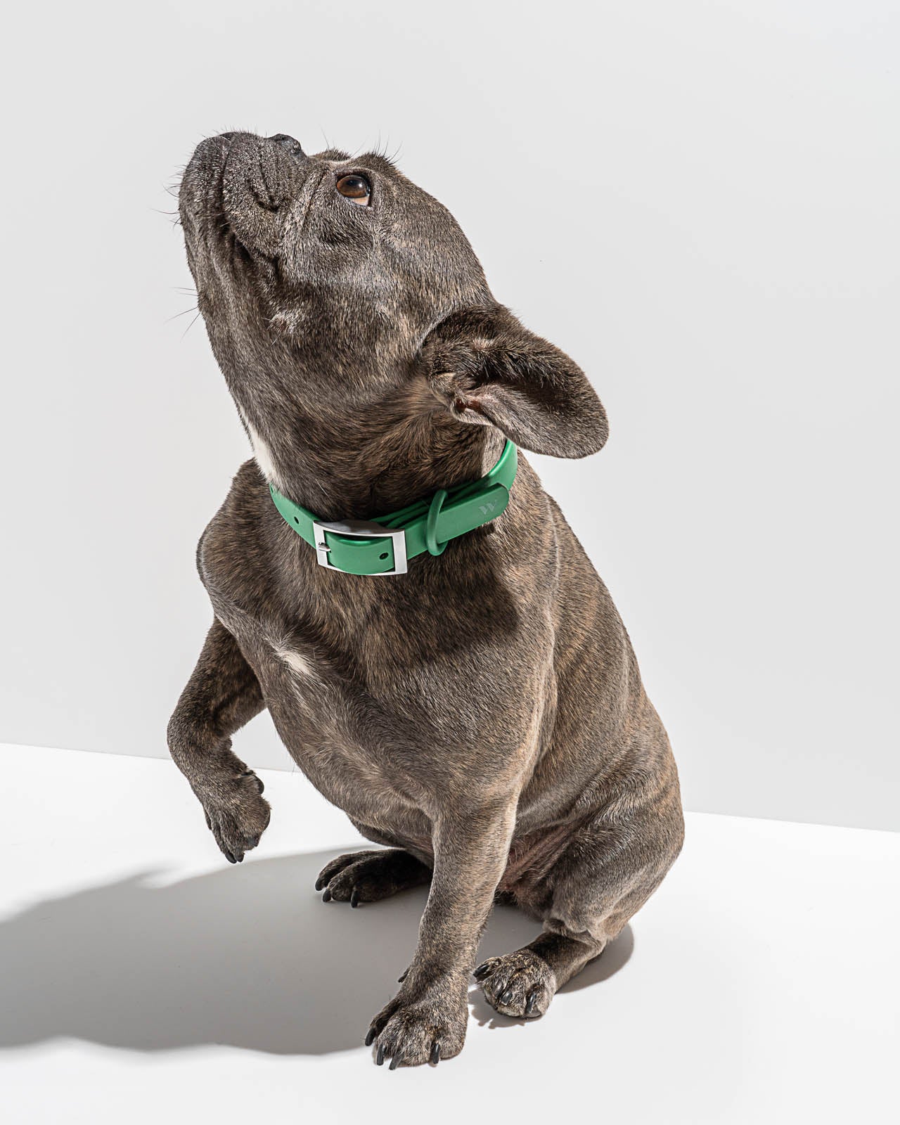 Splendid x Wild One Dog Collar - Image 14