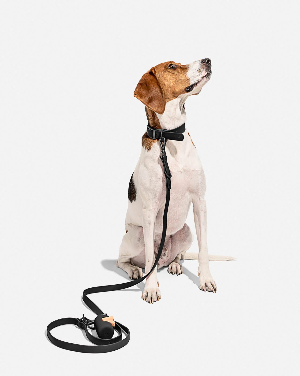 Splendid x Wild One Dog Collar - Image 17