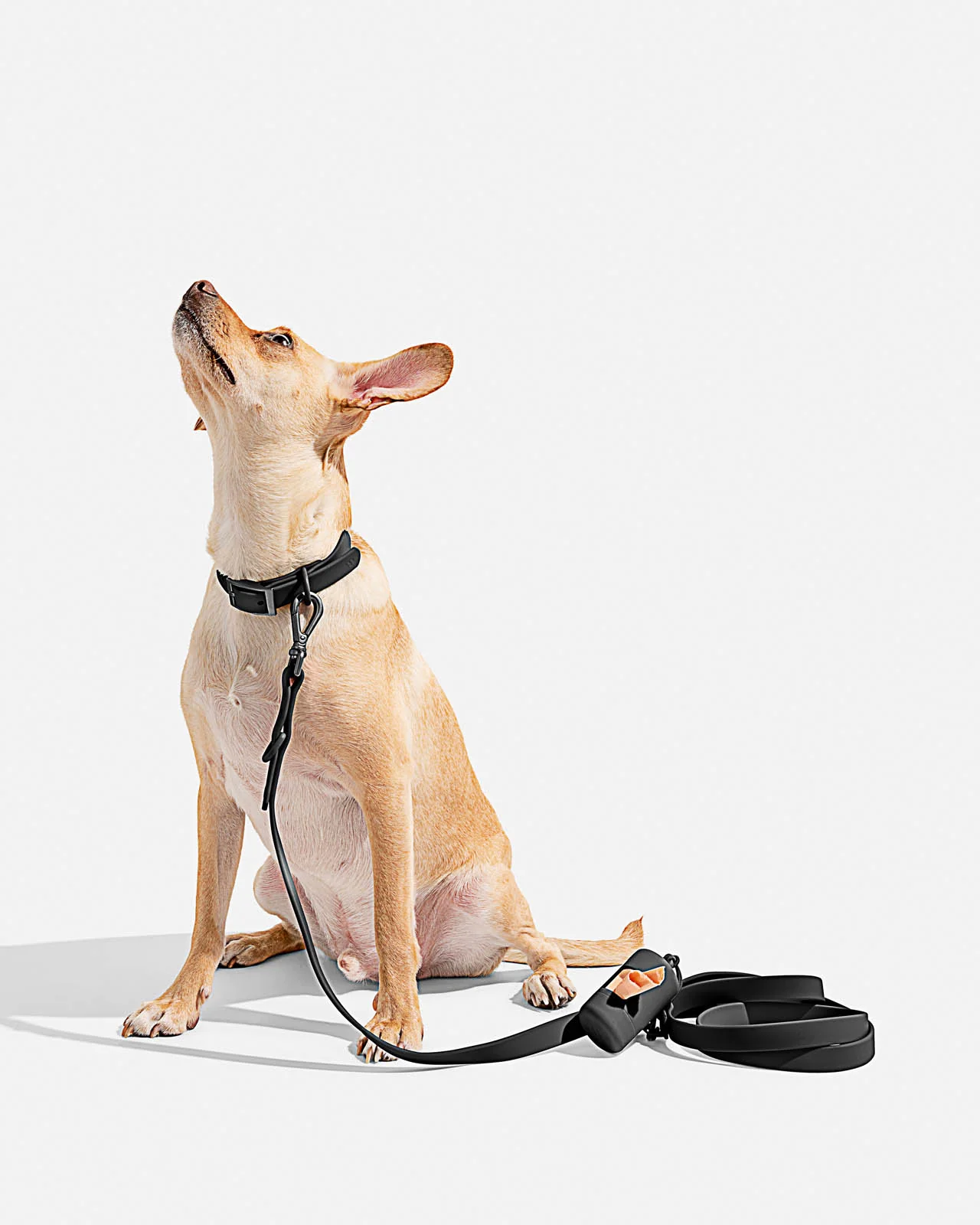 Splendid x Wild One Dog Collar - Image 18