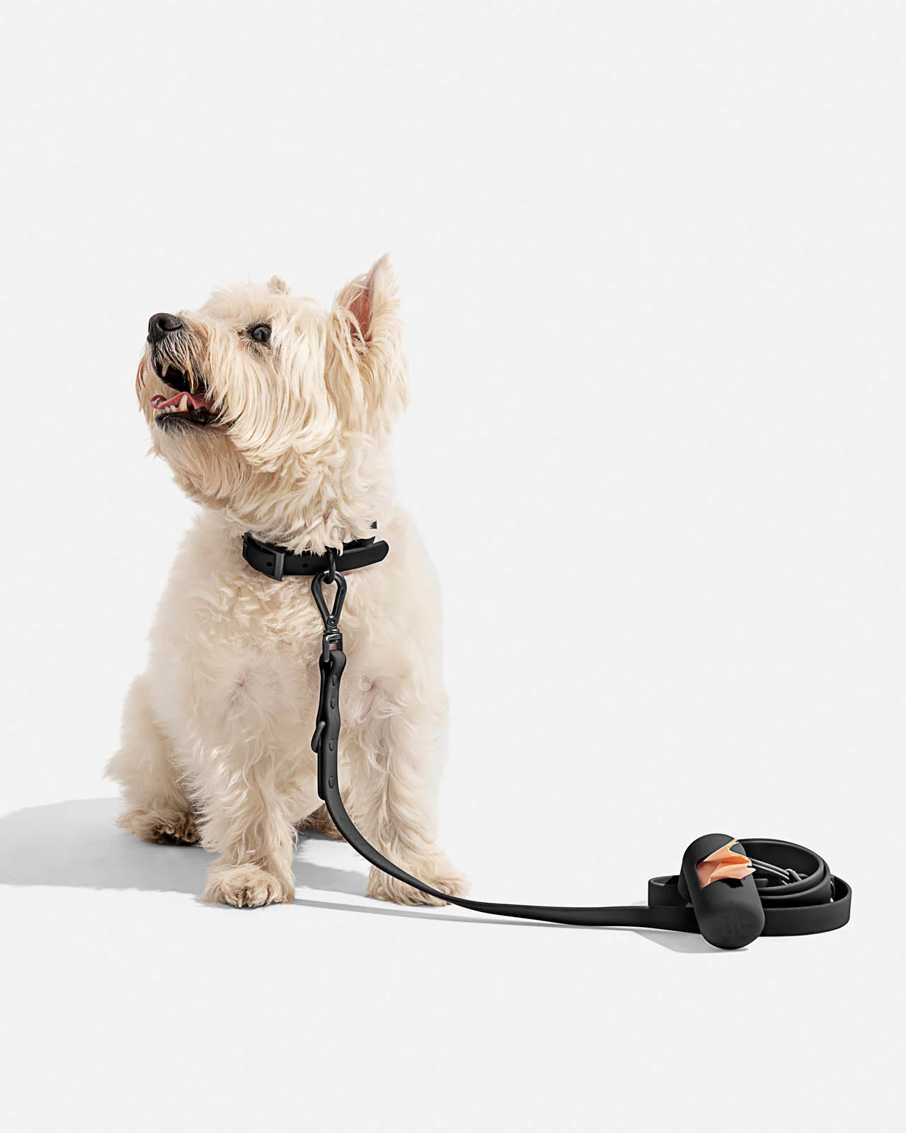 Splendid x Wild One Dog Collar - Image 19