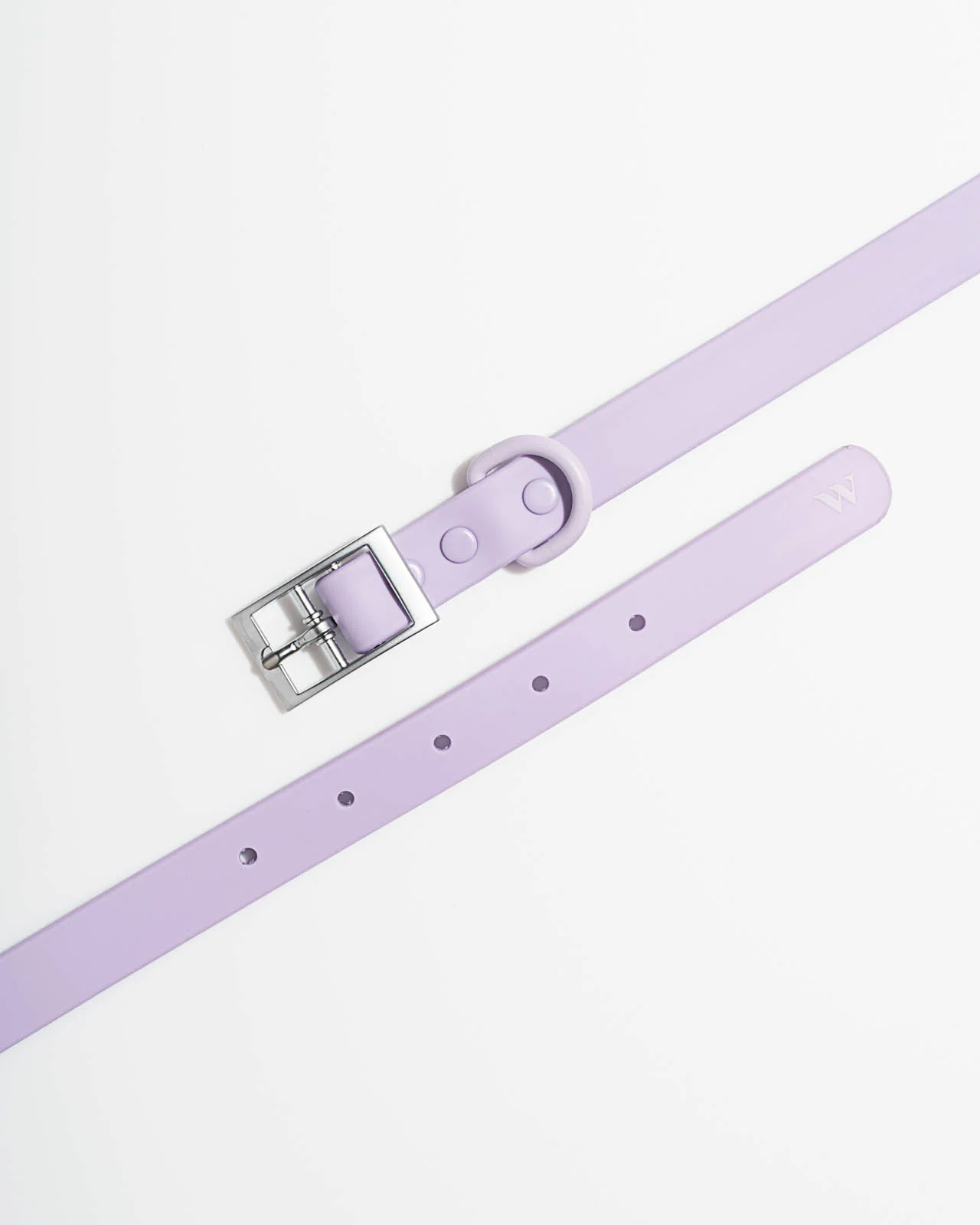 Splendid x Wild One Dog Collar - Image 21