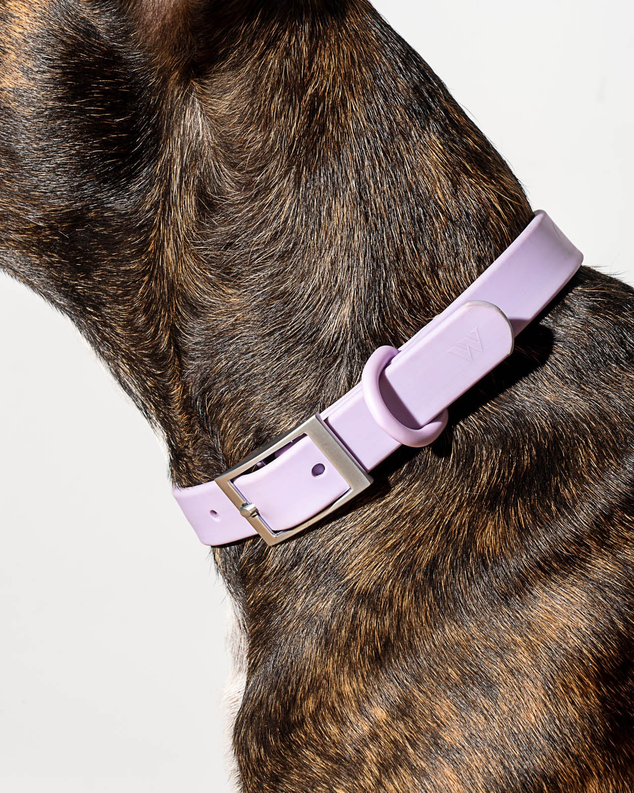 Splendid x Wild One Dog Collar - Image 23