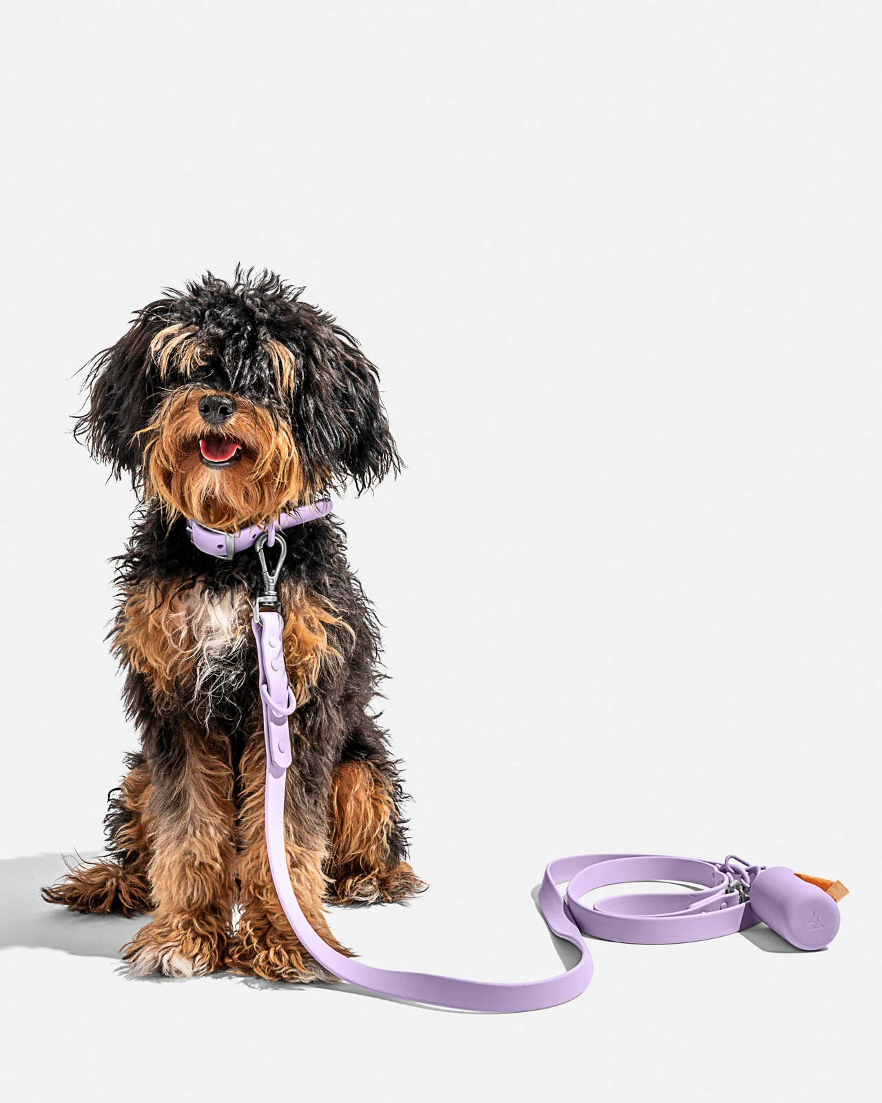 Splendid x Wild One Dog Collar - Image 24
