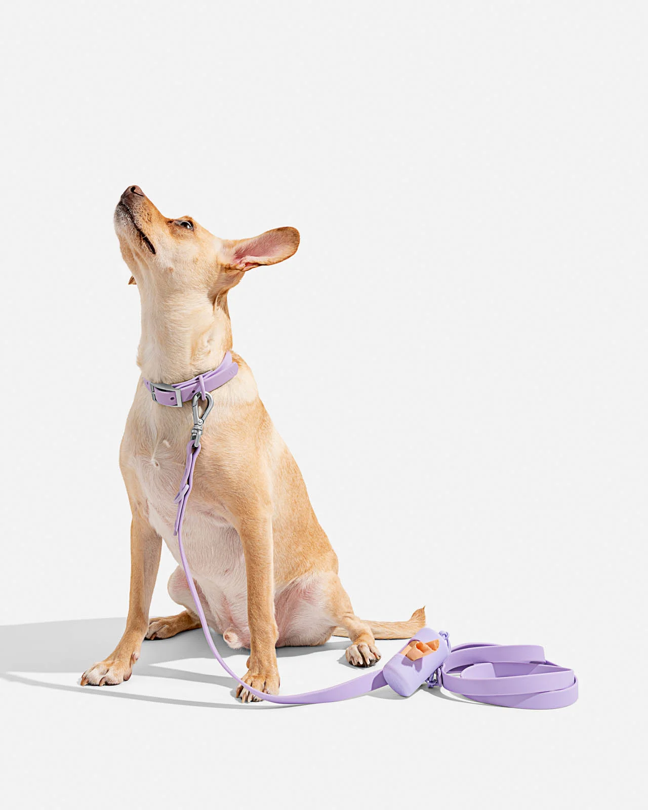 Splendid x Wild One Dog Collar - Image 25