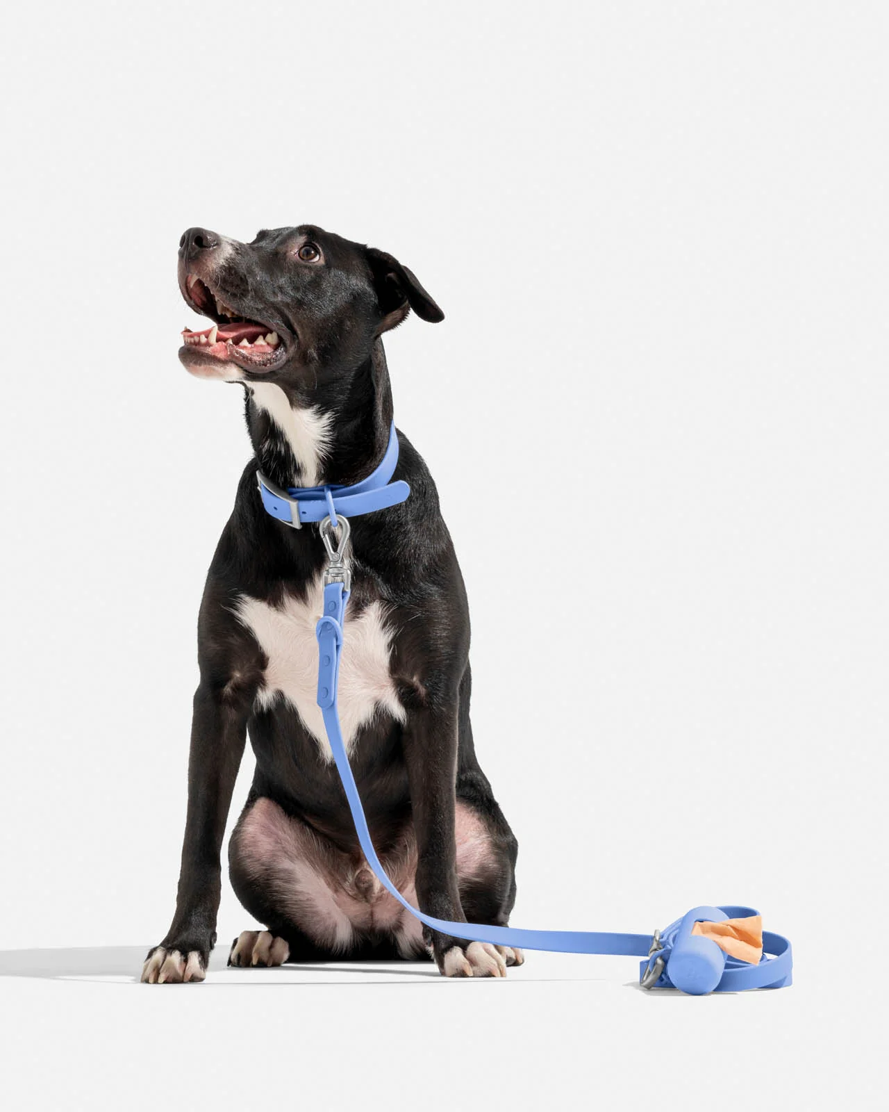 Splendid x Wild One Dog Collar - Image 30