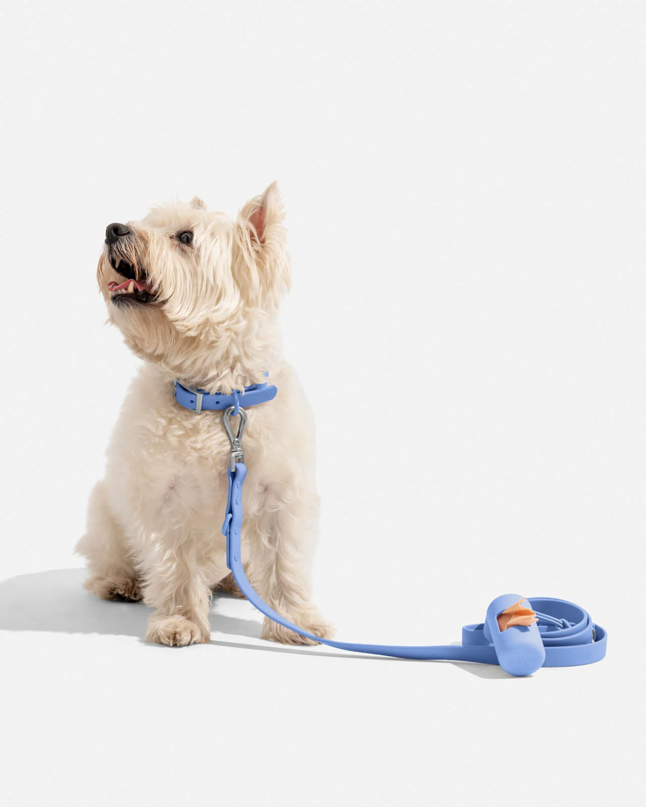 Splendid x Wild One Dog Collar - Image 31