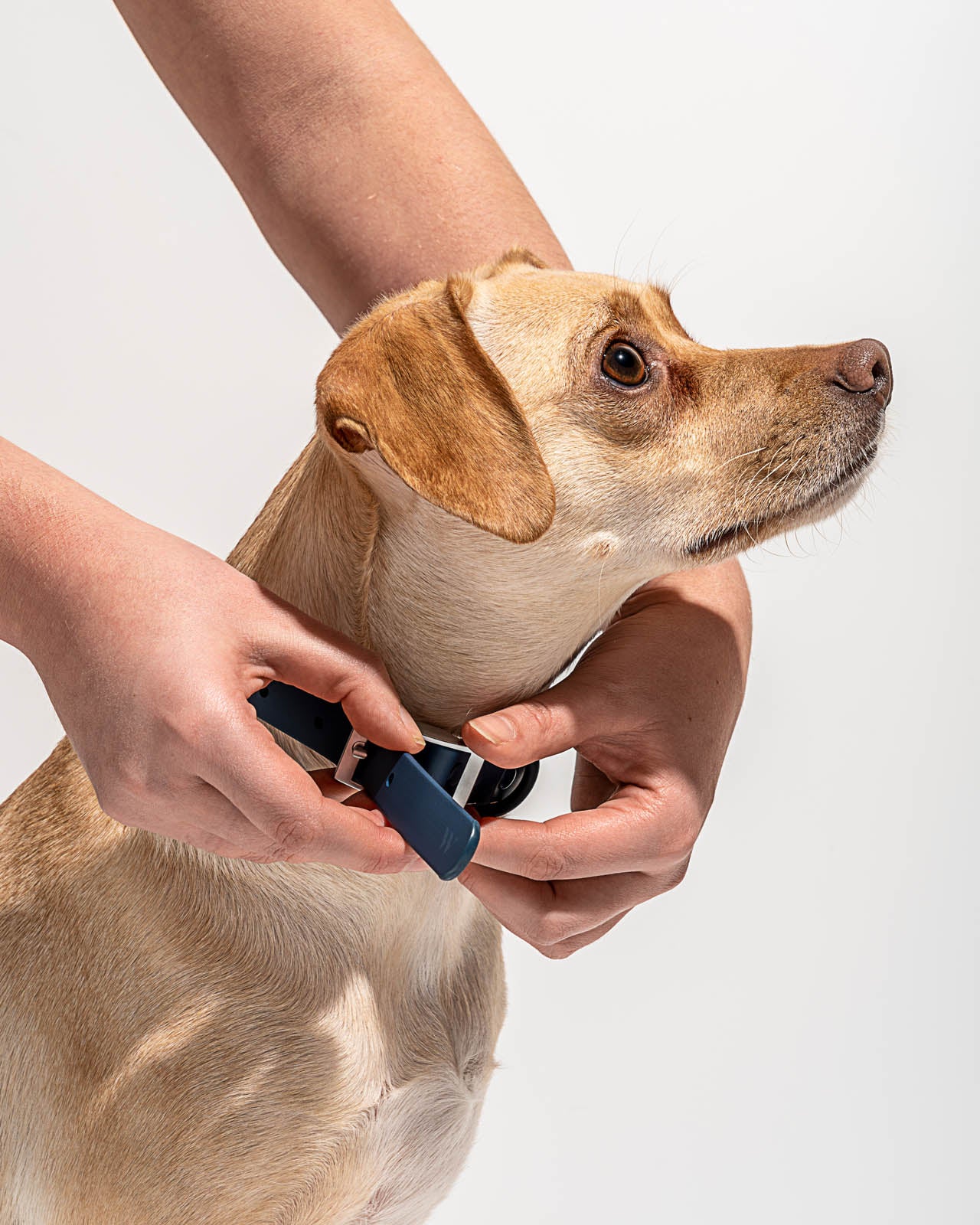 Splendid x Wild One Dog Collar - Image 32