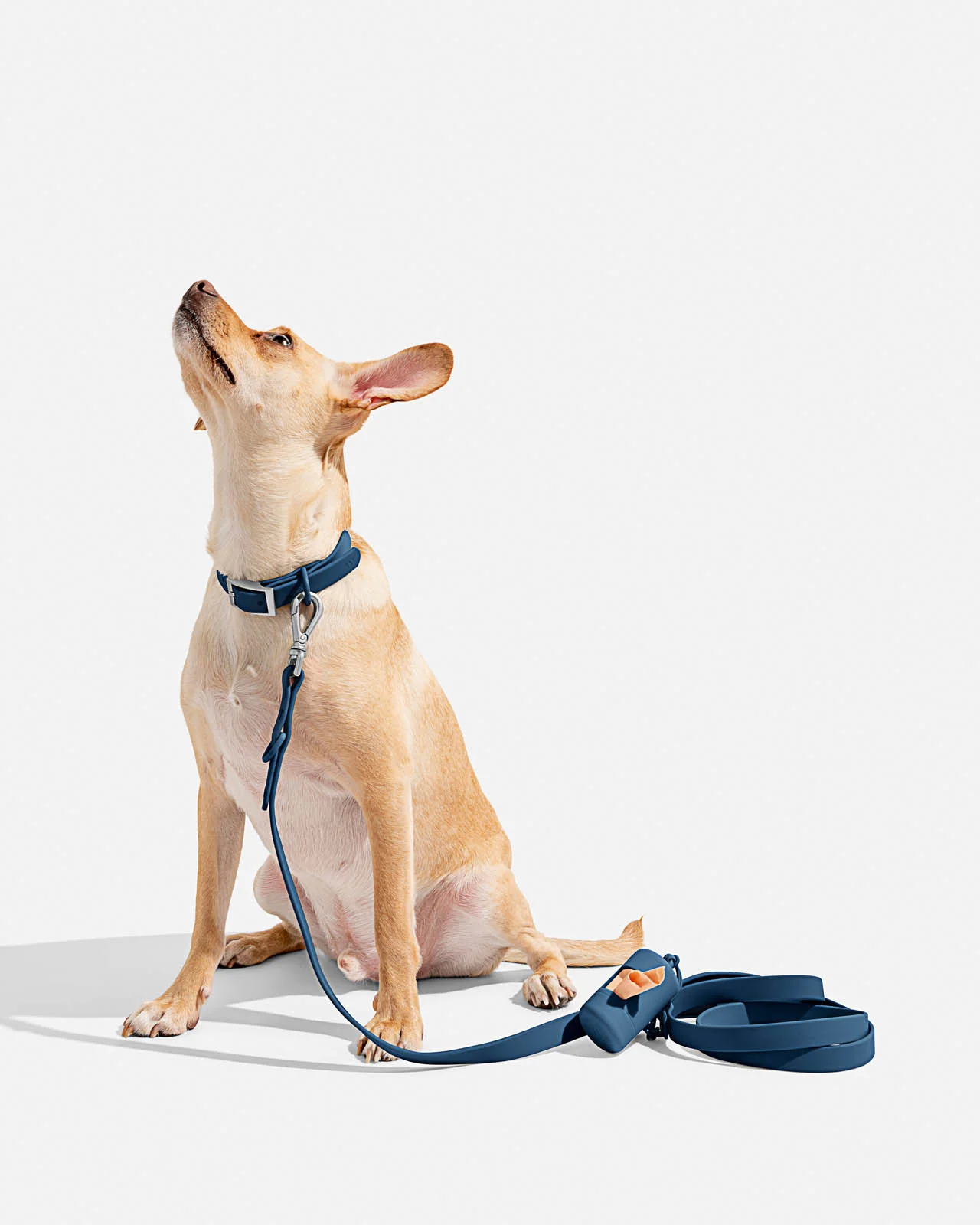 Splendid x Wild One Dog Collar - Image 34