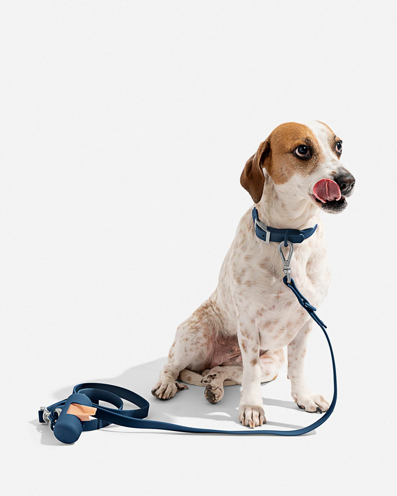 Splendid x Wild One Dog Collar - Image 35
