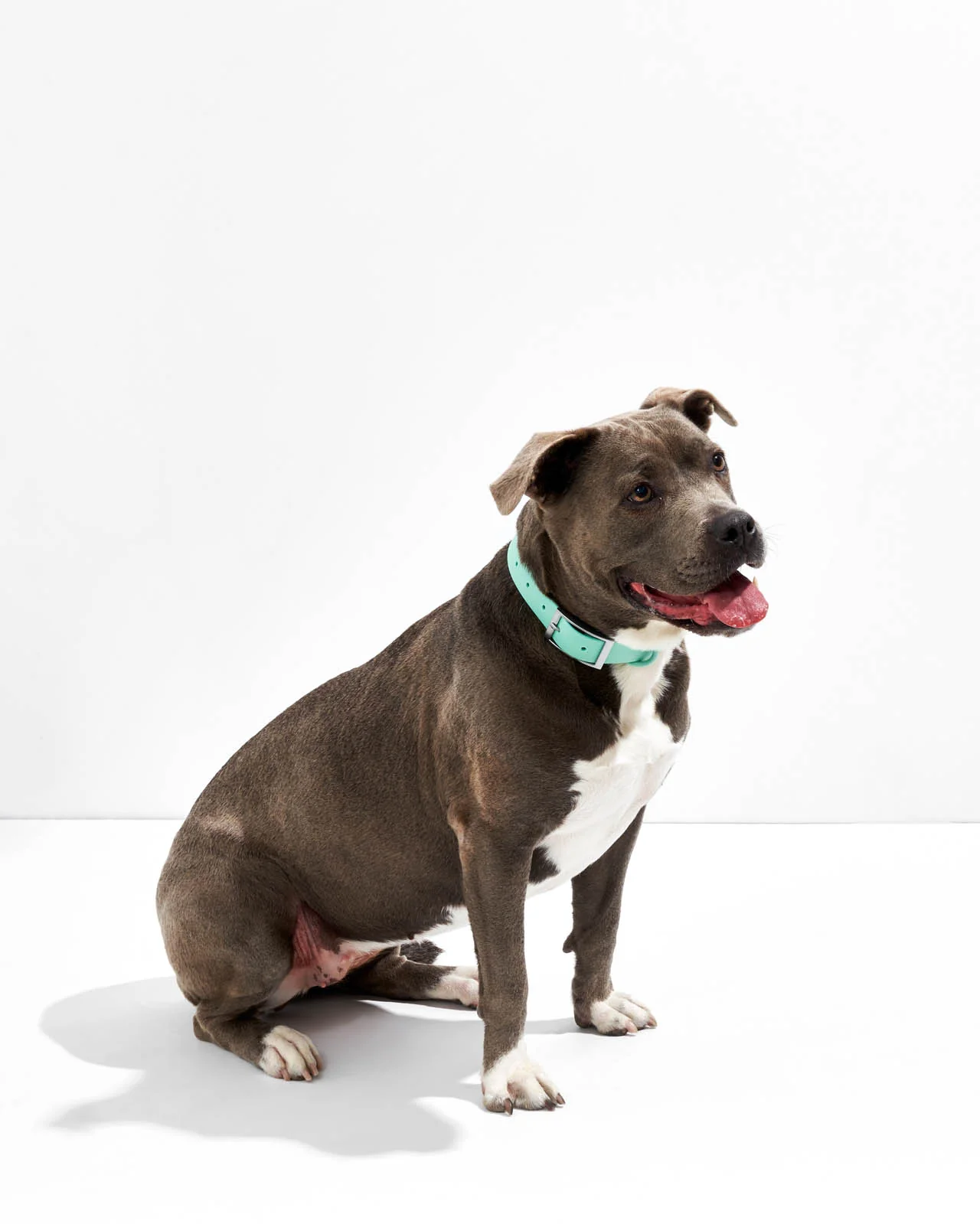 Splendid x Wild One Dog Collar - Image 37
