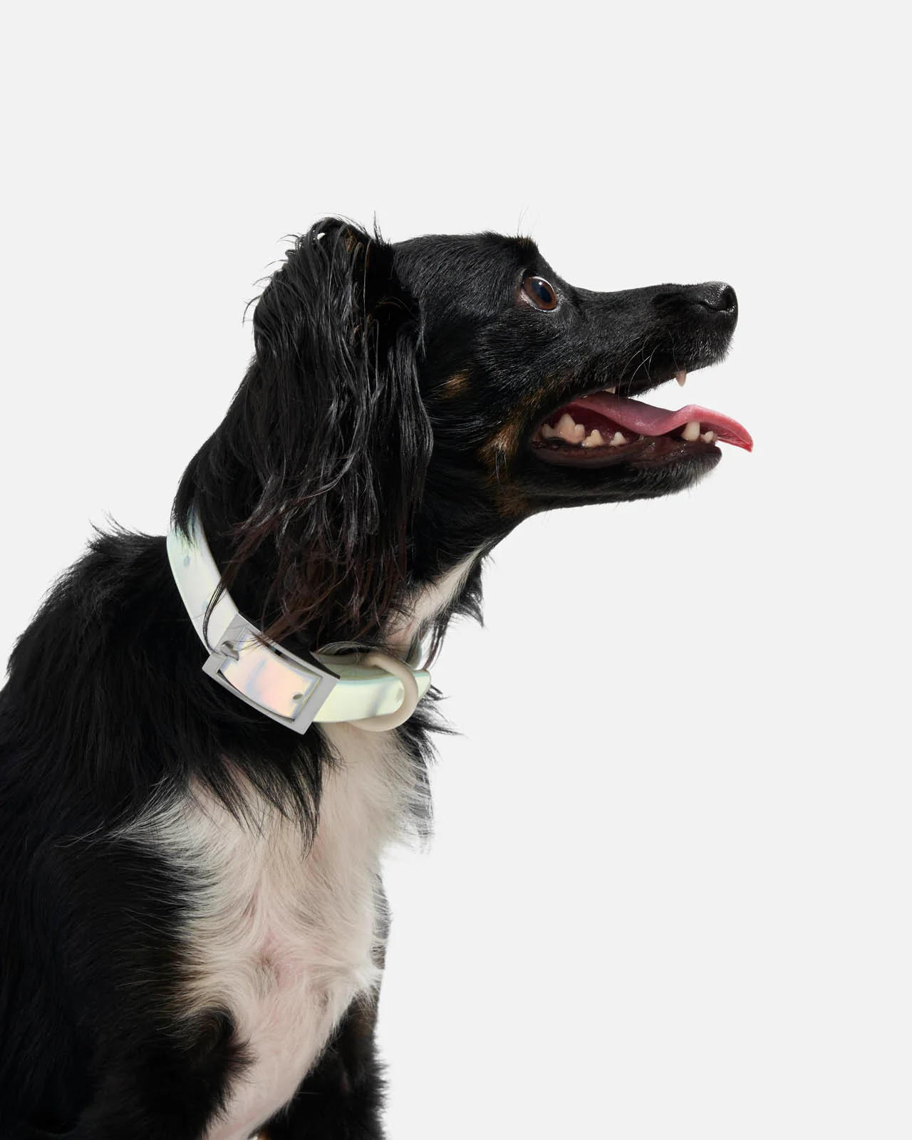 Splendid x Wild One Dog Collar - Image 43