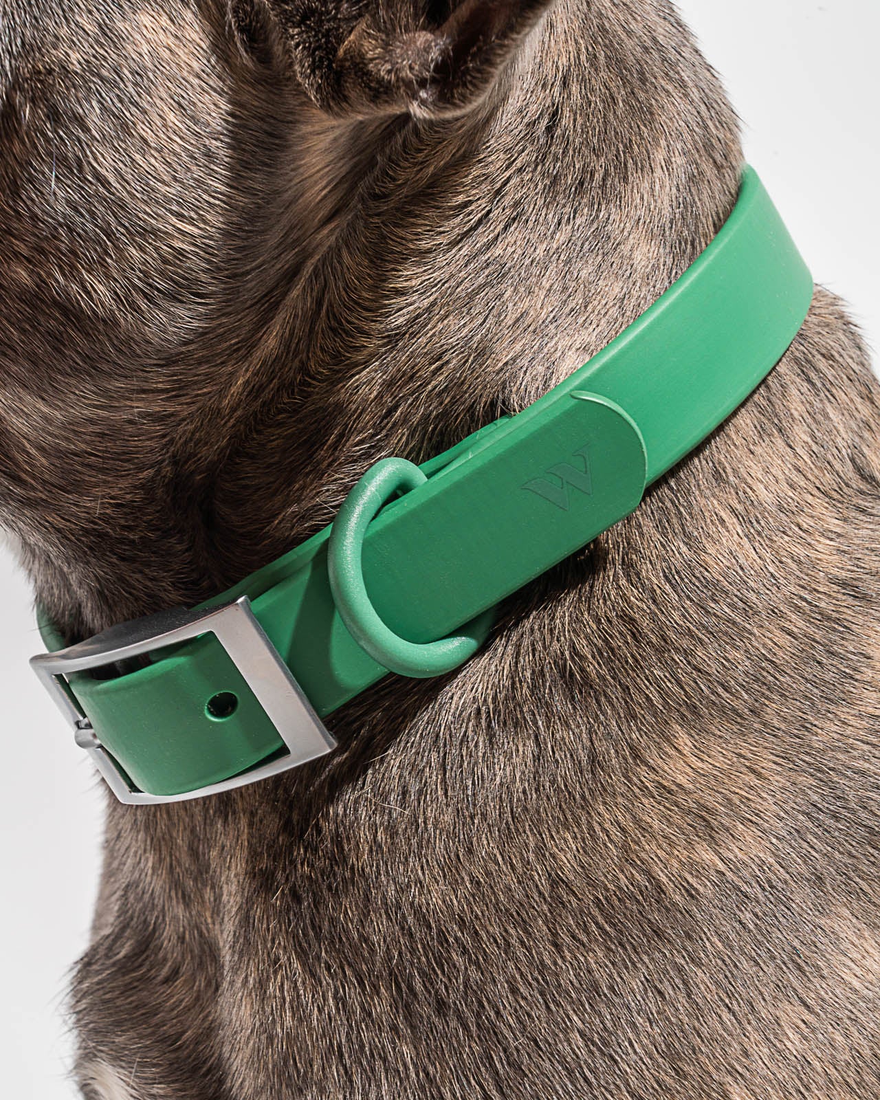 Splendid x Wild One Dog Collar - Image 46