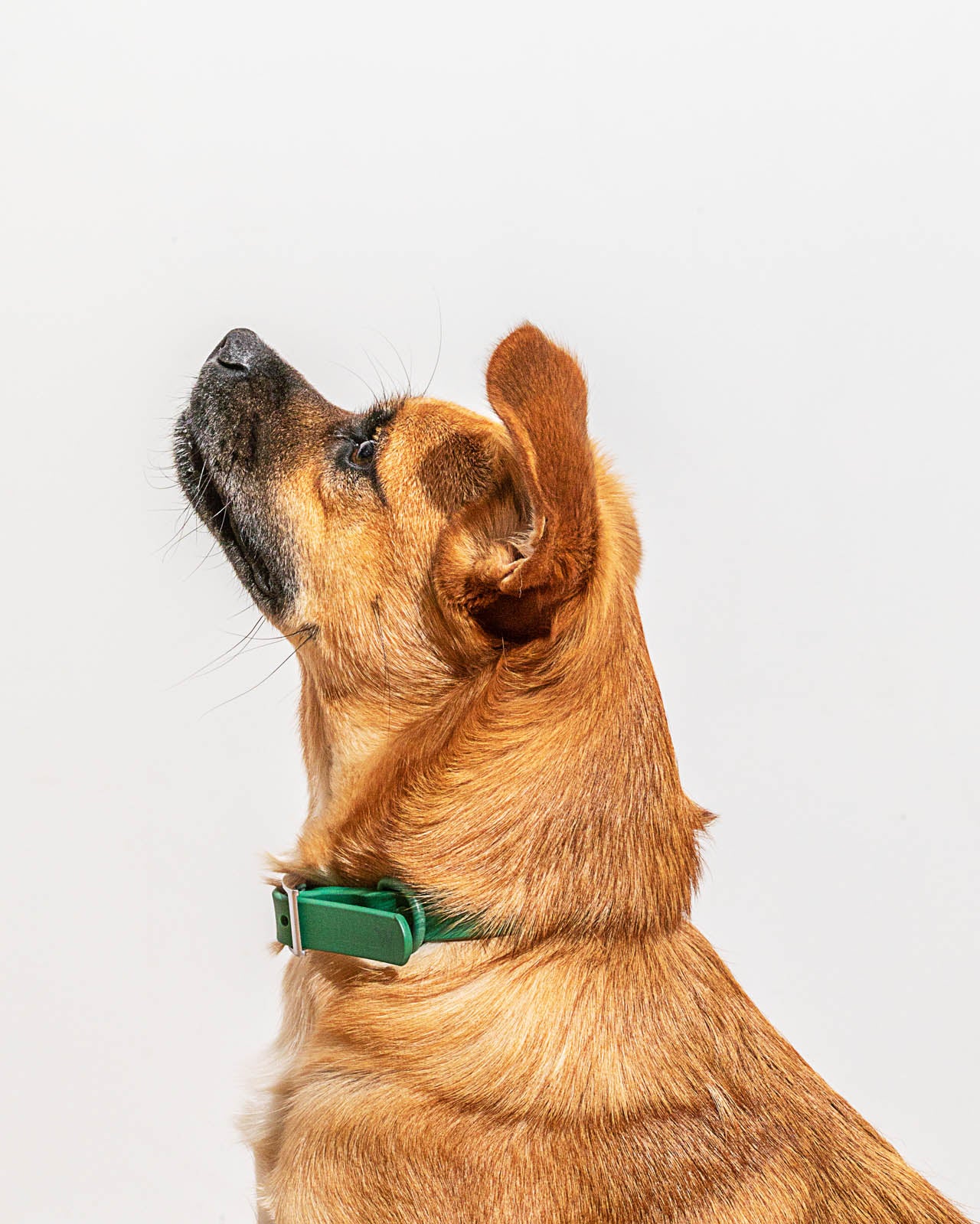 Splendid x Wild One Dog Collar - Image 48