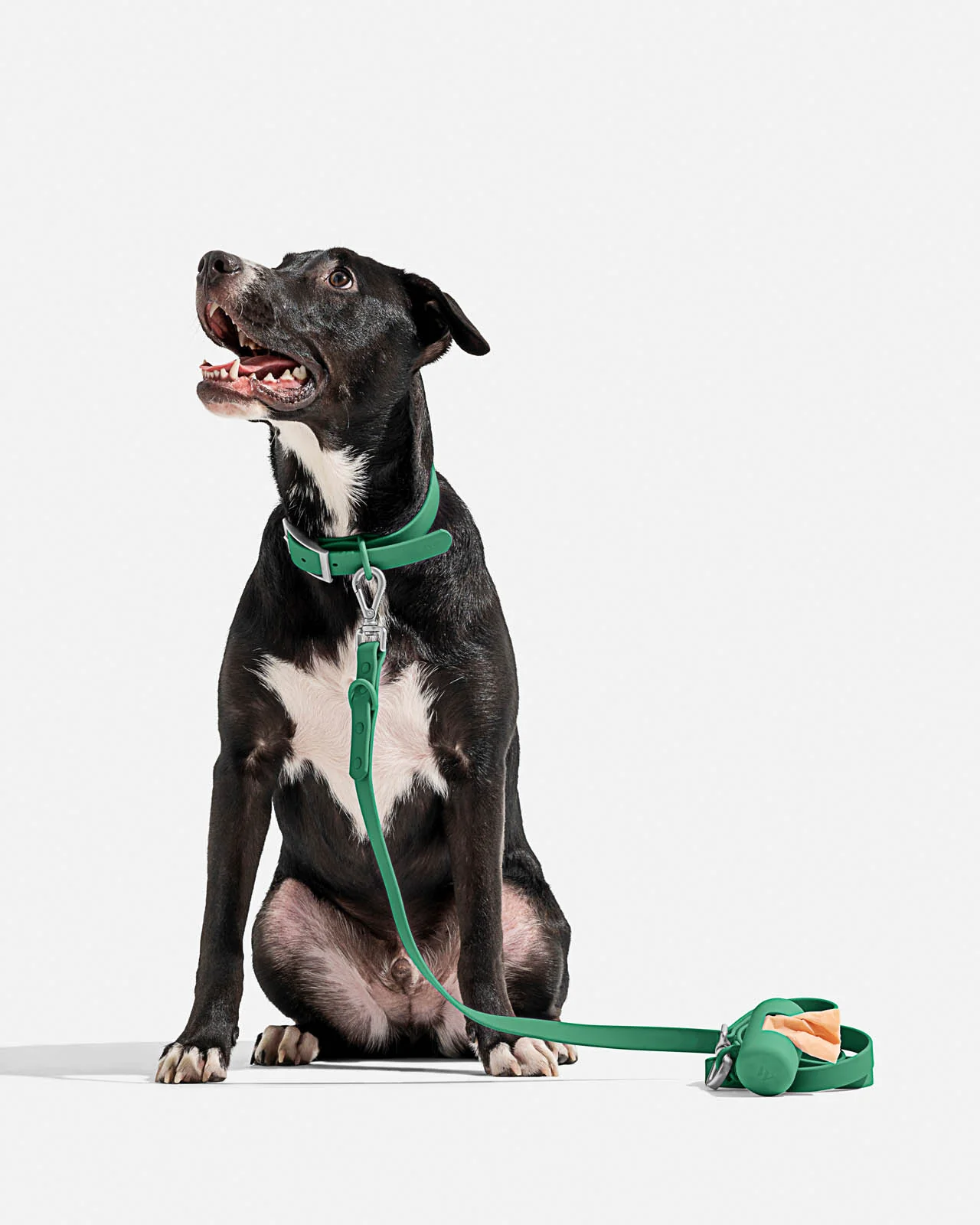 Splendid x Wild One Dog Collar - Image 49