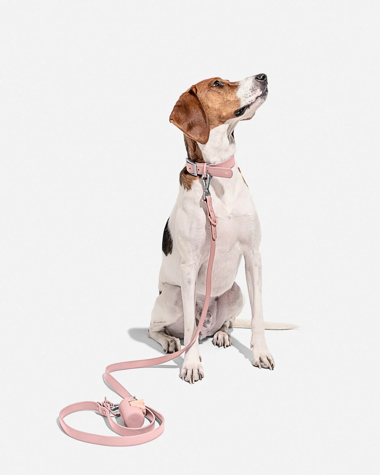 Splendid x Wild One Dog Collar - Image 6