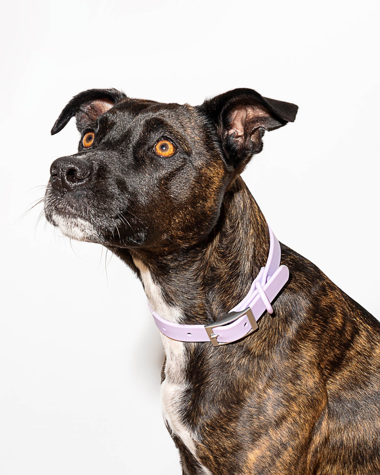 Splendid x Wild One Dog Collar - Image 9