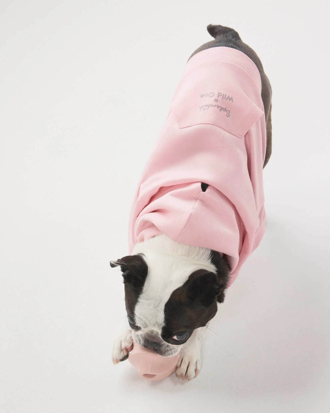 Splendid x Wild One Dog Hoodie - Image 13