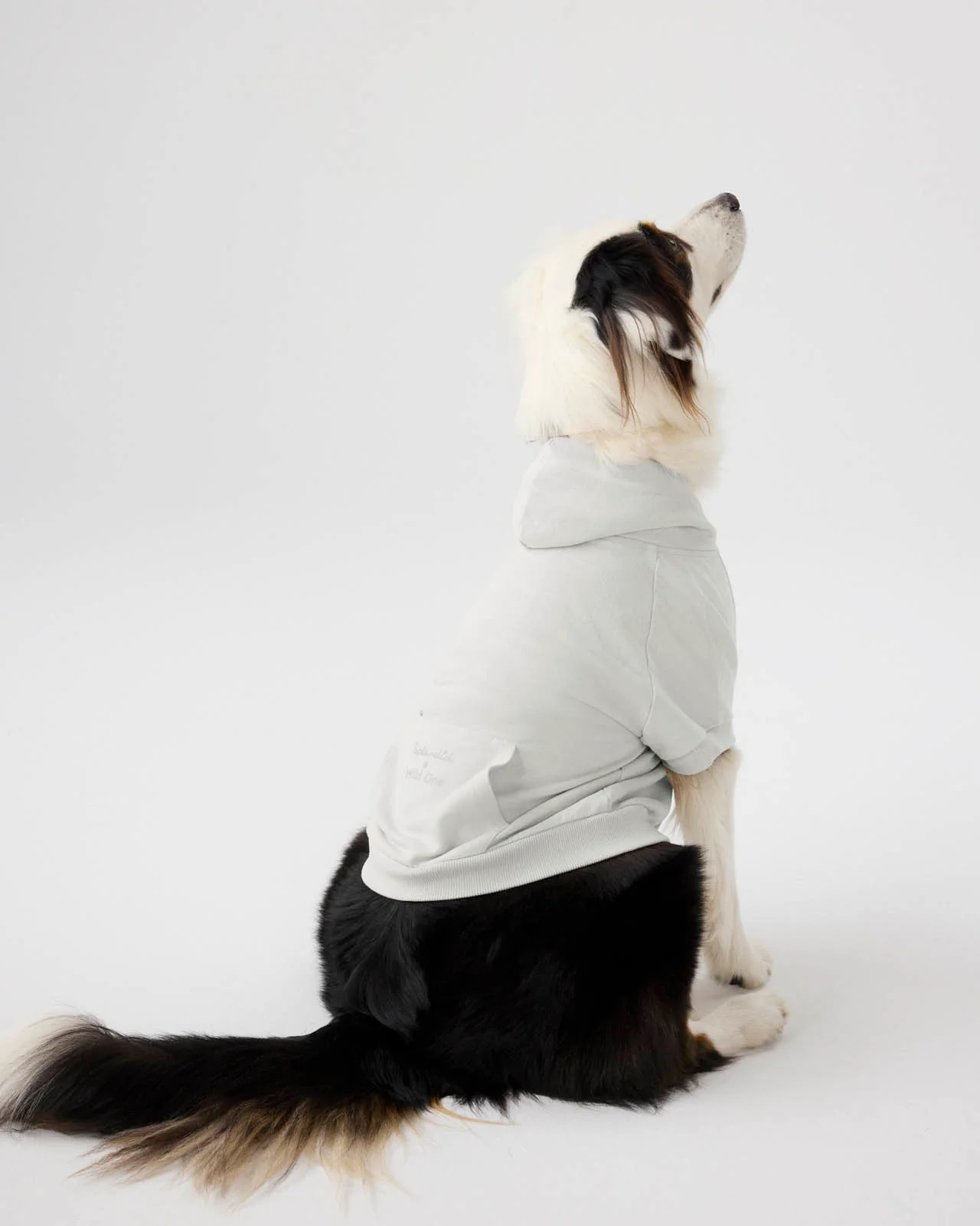 Splendid x Wild One Dog Hoodie - Image 16