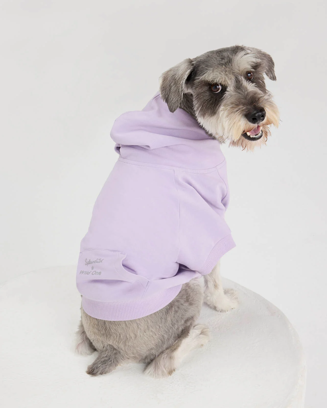 Splendid x Wild One Dog Hoodie - Image 2