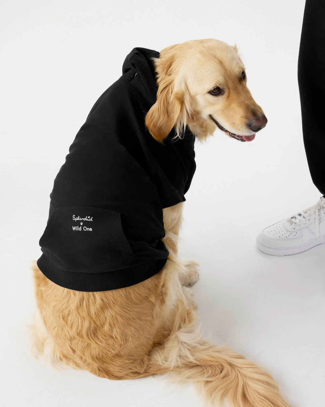 Splendid x Wild One Dog Hoodie - Image 7