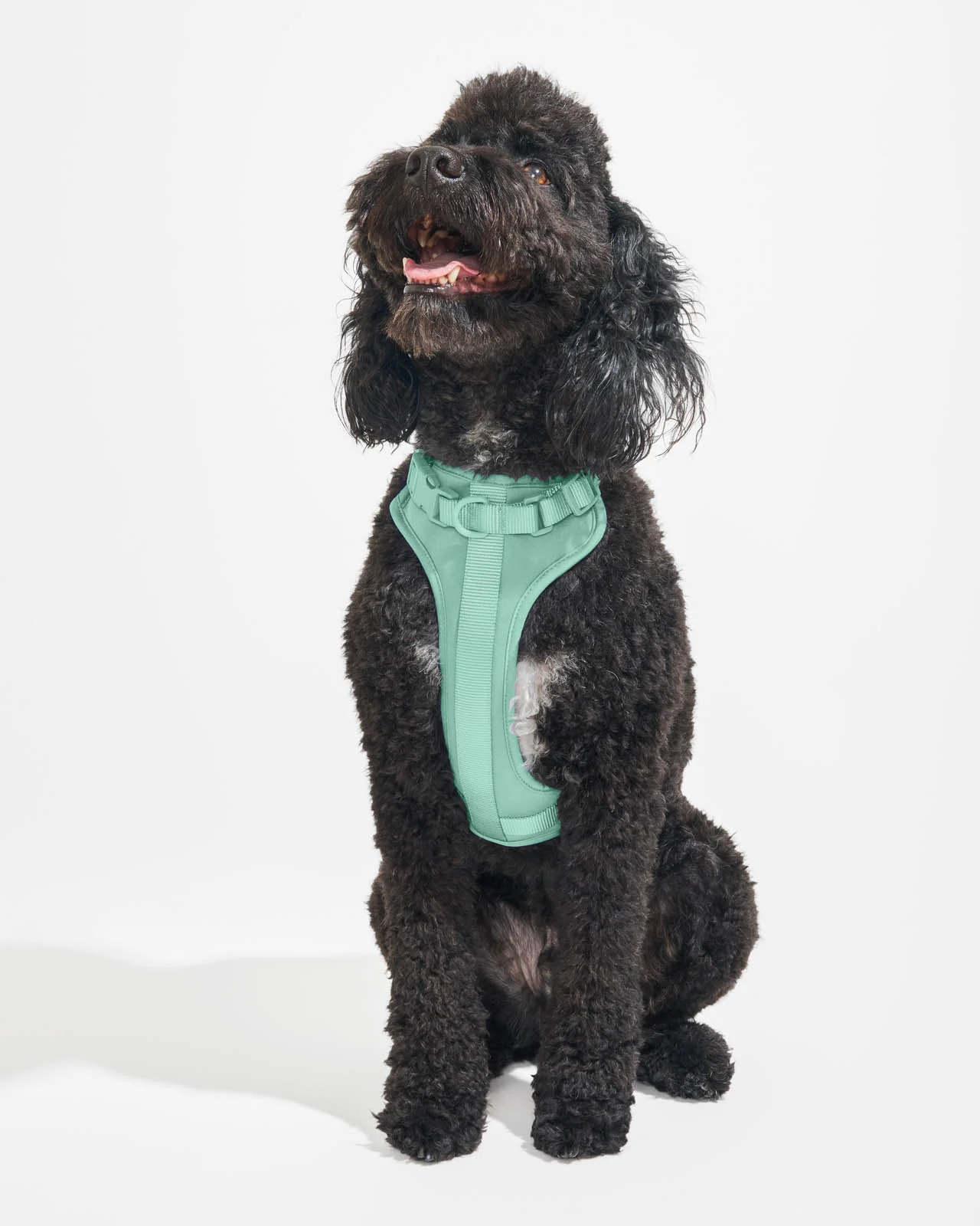 Splendid x Wild One Harness - Image 36