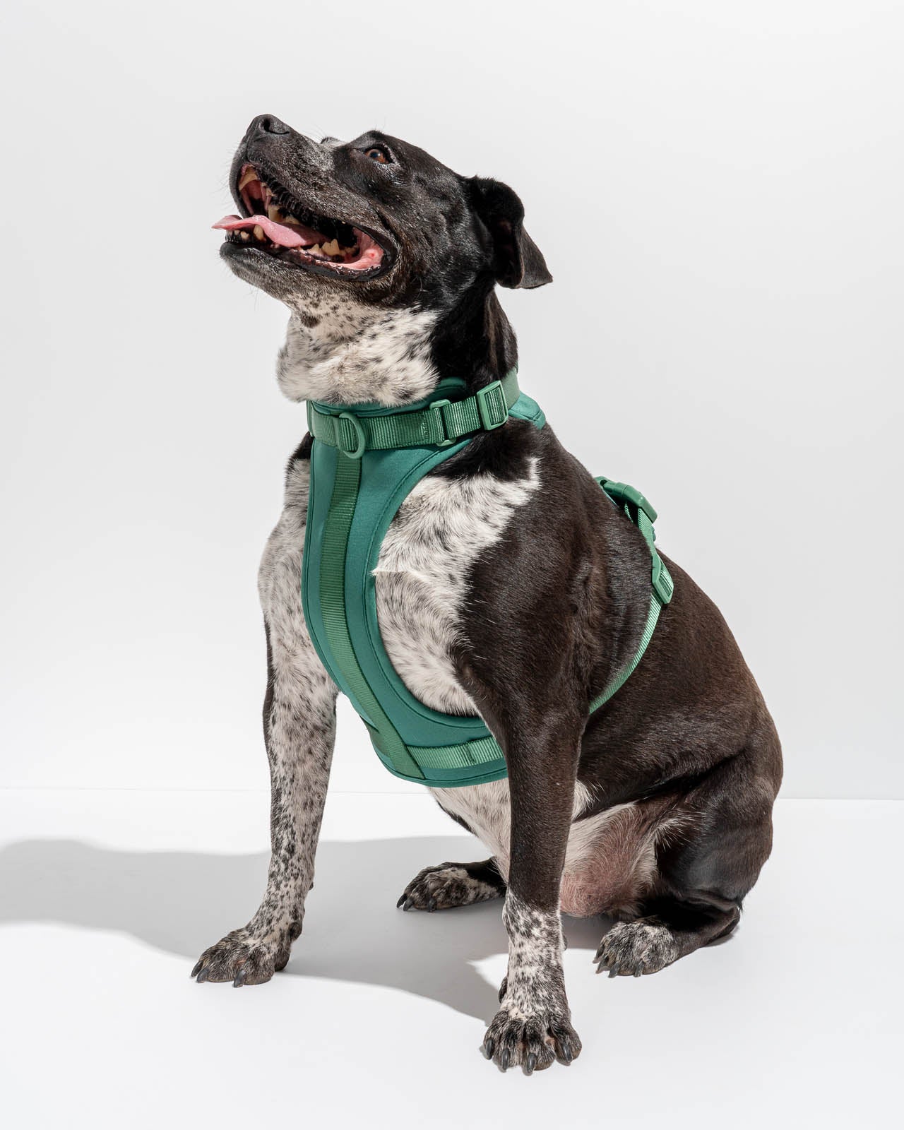 Splendid x Wild One Harness - Image 4