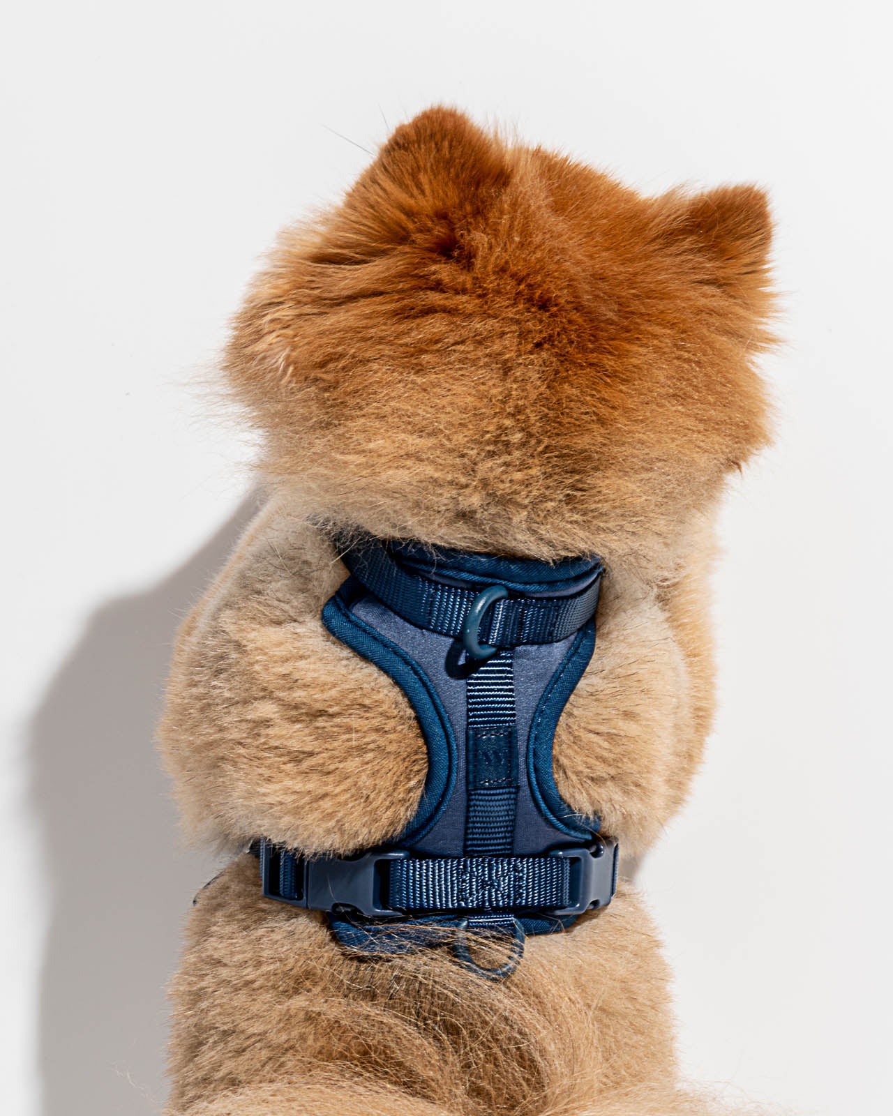Splendid x Wild One Harness - Image 44
